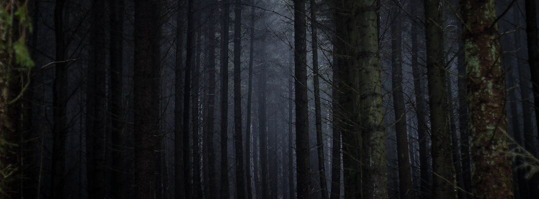 Photo Haunted forest